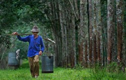 Pemerintah Jokowi Targetkan Harga Karet Capai Rp9.000 Per Kg