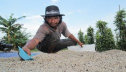 Pemprov Babel Minta Pengusaha Tidak Lagi Ekspor Lada ke Vietnam