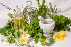 Peneliti IPB: 9.600 tumbuhan RI Teridentifikasi Tanaman Obat