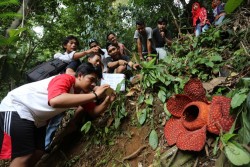 Peneliti Sebut Ancaman Punahnya Bunga Rafflesia Sangat Nyata