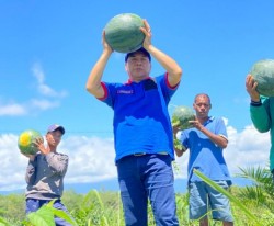 Petani Binaan Demokrat Riau Panen Raya Kacang dan Semangka, Achmad: Ini Perintah Langsung Ketum AHY