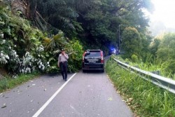 Pohon tumbang di Kelok 5, lalu lintas Maninjau-Bukittinggi terganggu