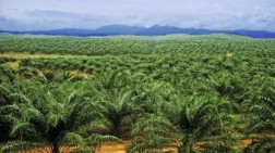 Poldasu Tetapkan Adik Wagub Sumut Tersangka Alih Fungsi Hutan