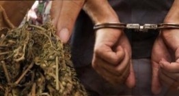Polisi Tangkap Sopir Taksi Bawa 1 Kilo Ganja Kering di Tiban