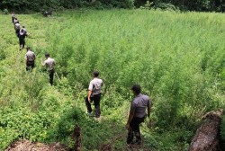 Polisi Temukan 1,5 Hektare Ladang Ganja Diduga Ditanam Mahasiswa