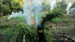 Polres Aceh Besar Musnahkan Tiga Hektare Ladang Ganja