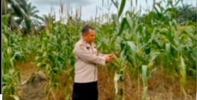 Polsek Mandau dan Pemkab Bengkalis Kelola 2 Hektare Lahan Jagung, Siap Panen Juni 2026