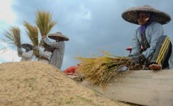 Produksi Beras Indonesia Tahun 2025 Capai 34,79 ton, Naik 13.6 Persen dari tahun 2024