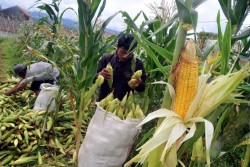 Produksi Melimpah, DPR Sesalkan Pemerintah Impor Jagung