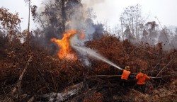 Putusan Kasasi MA, PT NSP Pembakar Lahan di Riau Diharuskan Ganti Rugi Rp 1 Triliun