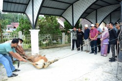 PWI Kampar Gelar Penyembelihan Hewan Qurban, Perkuat Solidaritas Insan Pers dan Kepedulian Sosial
