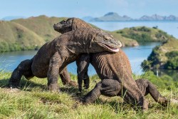 Relokasi UMKM Pulau Komodo Dikhawatirkan Berdampak Buruk Terhadap Perekonomian Masyarakat