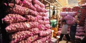 Rencana Impor Bawang Putih Lebih Baik Ditunda