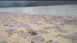 Ribuan Ubur-ubur Terdampar Di Pantai Sungai Pinang Sumbar.