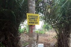 Seluas 730 Hektare Hutan Bintan Diputihkan