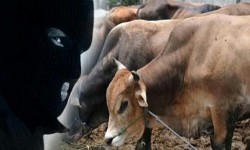 Seorang Spesialis Pencuri Sapi di Padang Ditangkap Polisi