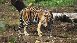 Seorang Warga Riau Kembali Diterkam Harimau