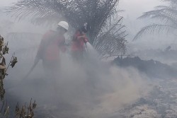 Sistem Pertanian Disarankan Berubah