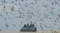 Taman Nasional Sembilang Memikat Peserta Ikut Kompetisi Foto Ekspedisi Burung Migran