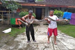 Ular Piton 3 Meter Ditangkap di Belakang Rumah Bupati