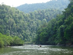 WALHI Sebut Realisasi Perhutanan Sosial di Riau Hanya 6 Persen
