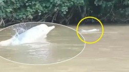 Warga Dihebohkan Penampakan Dua Lumba-lumba di Sungai Sumut
