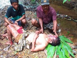 Warga Kampar Kiri Hulu Diserang Beruang Ngamuk, Berikut Kronologisnya