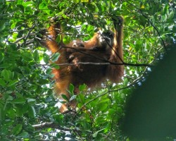 Wildlife Conservation International: Orangutan Tercerdas di Dunia Ada di Aceh