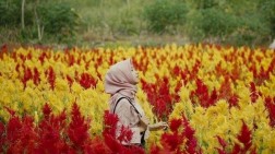 Wisata Taman Bunga di Negeri Serambi Mekkah